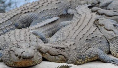 Human remains found in dead South African crocodile after ‘dangerous’ operation - National