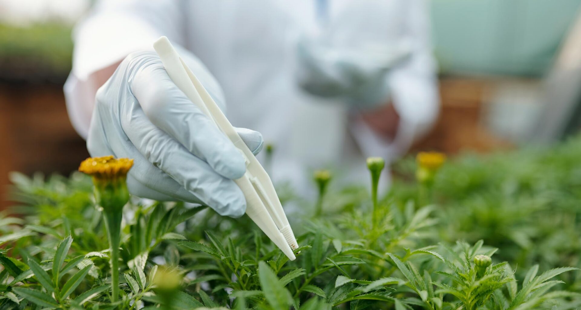 Gloved Scientist Green Marigold Seedling Plant Science