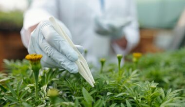 Gloved Scientist Green Marigold Seedling Plant Science