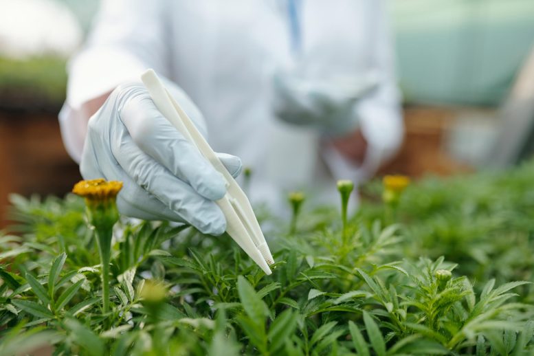 Gloved Scientist Green Marigold Seedling Plant Science