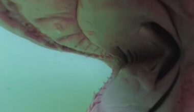 Watch: Great white shark bites camera off Southern California