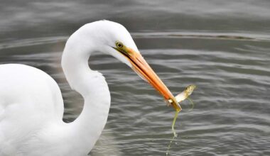 The great egret harvests a small fish at Market Lake Wildlife Management Area in Jefferson County, May 2026.