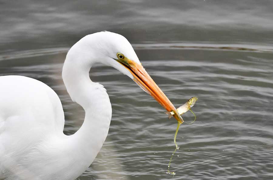 The great egret harvests a small fish at Market Lake Wildlife Management Area in Jefferson County, May 2026.