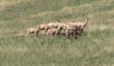 Wildlife officers urge the public to be aware of bighorn sheep during lambing season