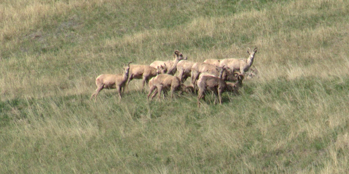 Wildlife officers urge the public to be aware of bighorn sheep during lambing season