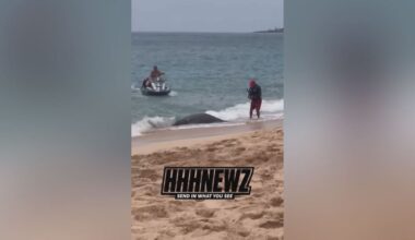 Dead monk seal found in waters of West Oahu