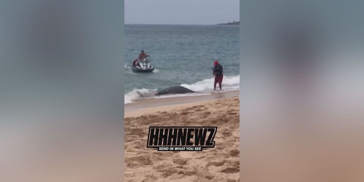 Dead monk seal found in waters of West Oahu