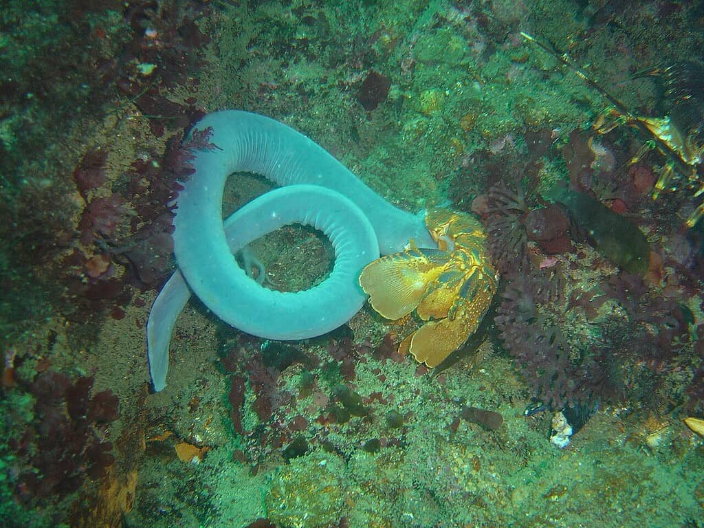 Blue octopus and yellow fish on the ocean floor, underwater marine life scene.