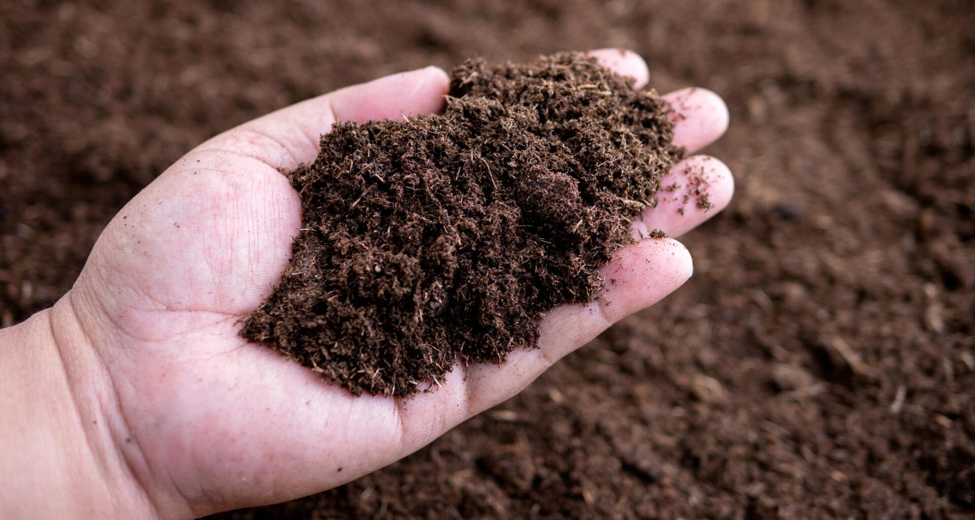 Hand Holding Rich Organic Peat Moss Soil Dirt