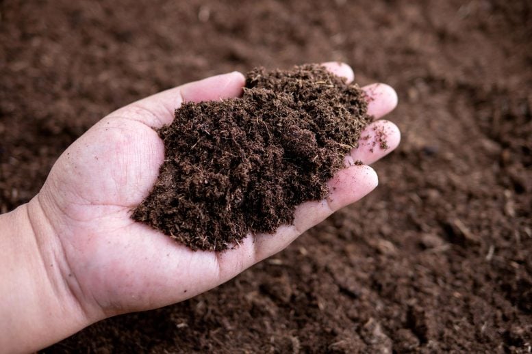 Hand Holding Rich Organic Peat Moss Soil Dirt