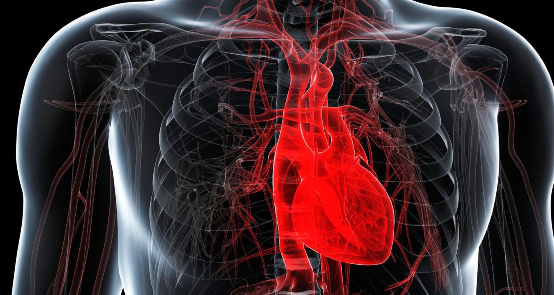 Healthy Human Heart Anatomy