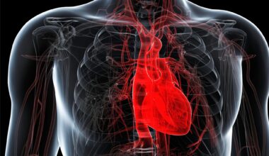 Healthy Human Heart Anatomy