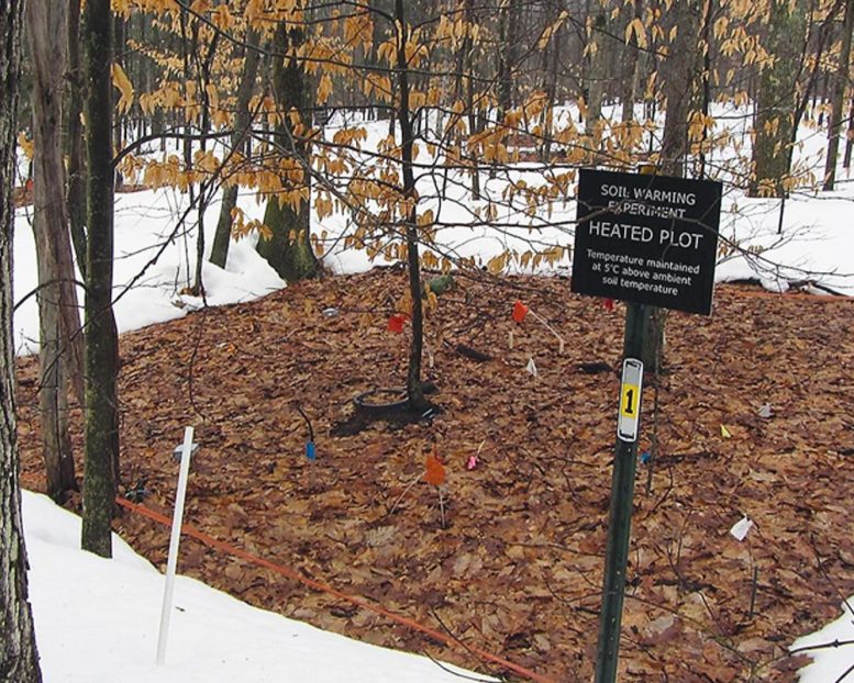 Heated Plot in the Harvard Forest