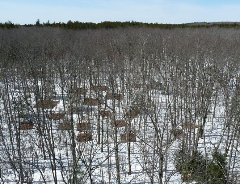Heated Plots in the Harvard Forest