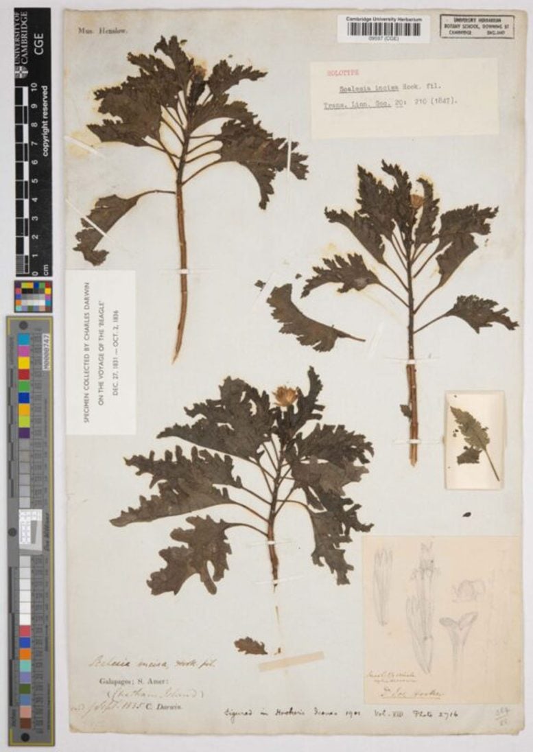 Herbarium Sheet With Scalesia incisa Collected by Charles Darwin