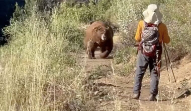 You have to see this! Hiker tries and fails to scare off brown bear