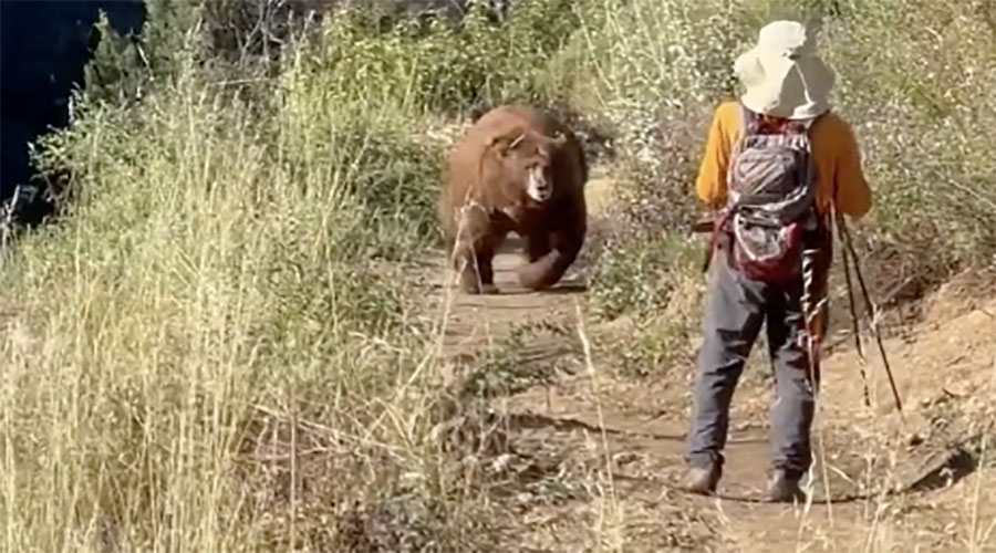 You have to see this! Hiker tries and fails to scare off brown bear