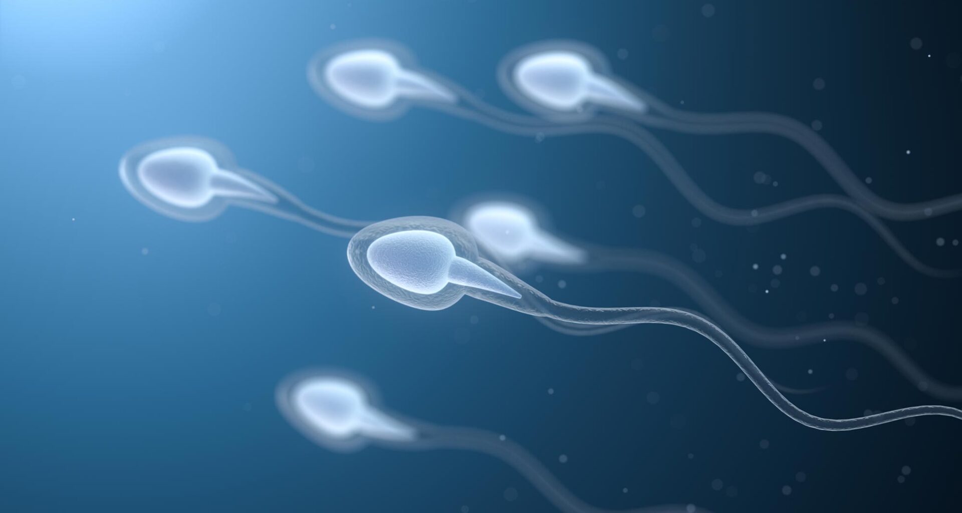 Human Sperm Cells 3D Rendering