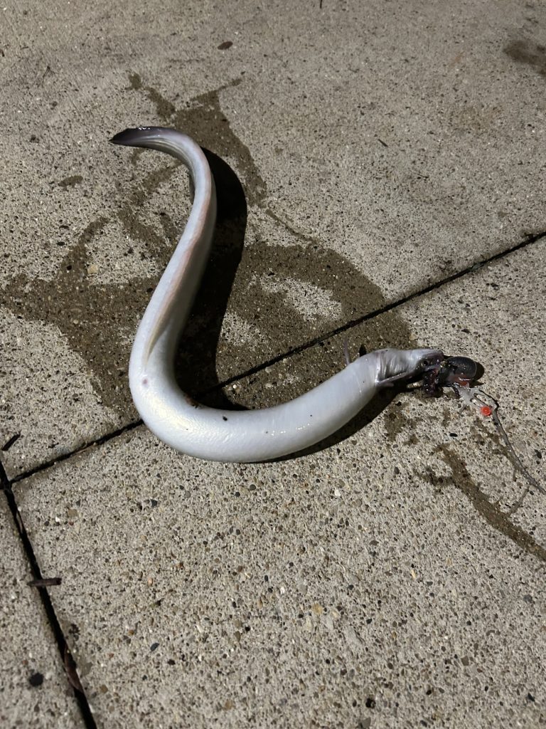 An American eel caught by Benjamin Gorashchenko while fishing the Chicago River in River North on May 4, 2026. He released the eel back into the river after taking this photo.