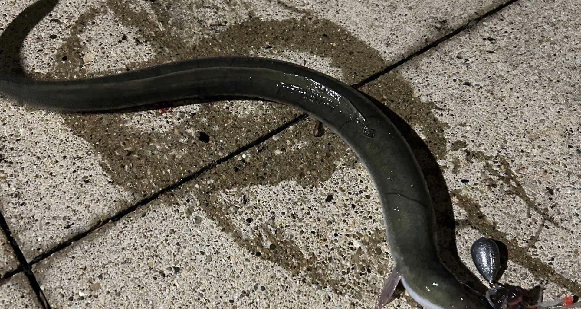 An American Eel In The Chicago River? Angler’s Rare Find Raises Questions 