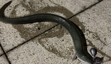 An American Eel In The Chicago River? Angler’s Rare Find Raises Questions 