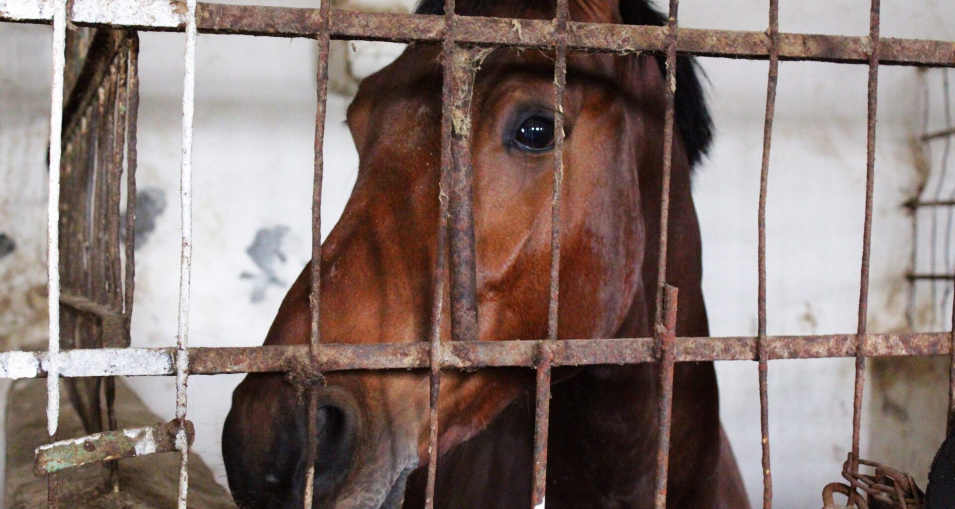 BREAKING: Canada’s Largest Horse Slaughterhouse, Bouvry Exports, Has Permanently Closed
