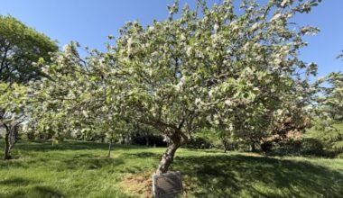 How to find Isaac Newton’s apple tree in DC