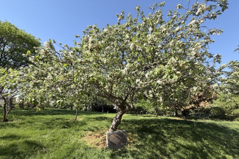 How to find Isaac Newton’s apple tree in DC