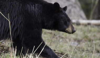 More black bears are spotted near Myrtle Beach as temps warm