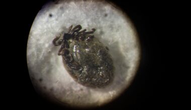 Emergency visits for tick bites soar as cold weather fades