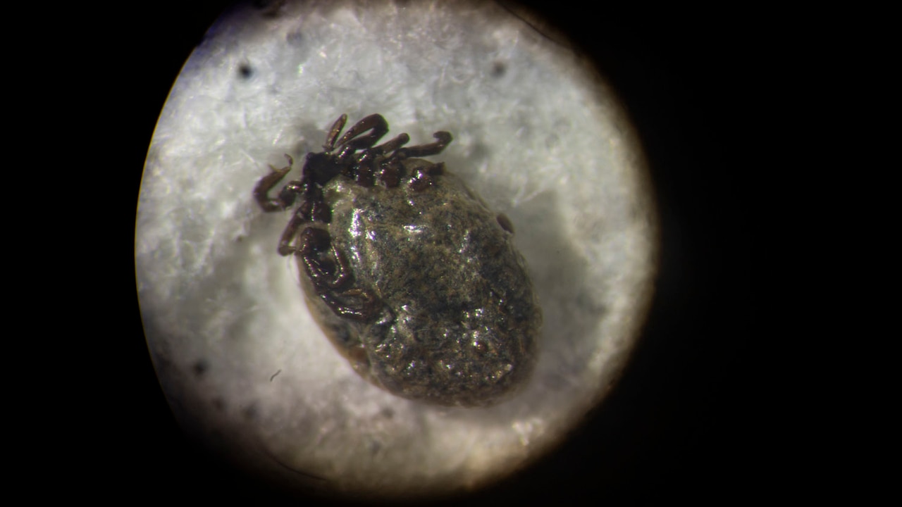 Emergency visits for tick bites soar as cold weather fades