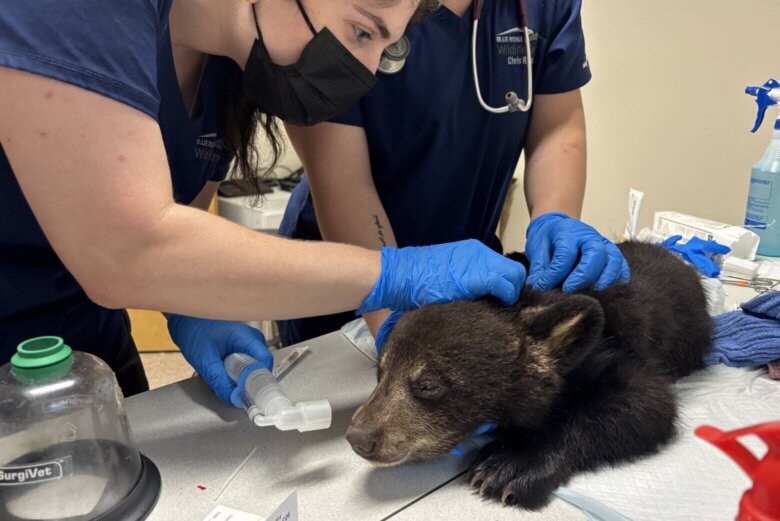 Spring brings calls for help with wildlife, including injured bear cub