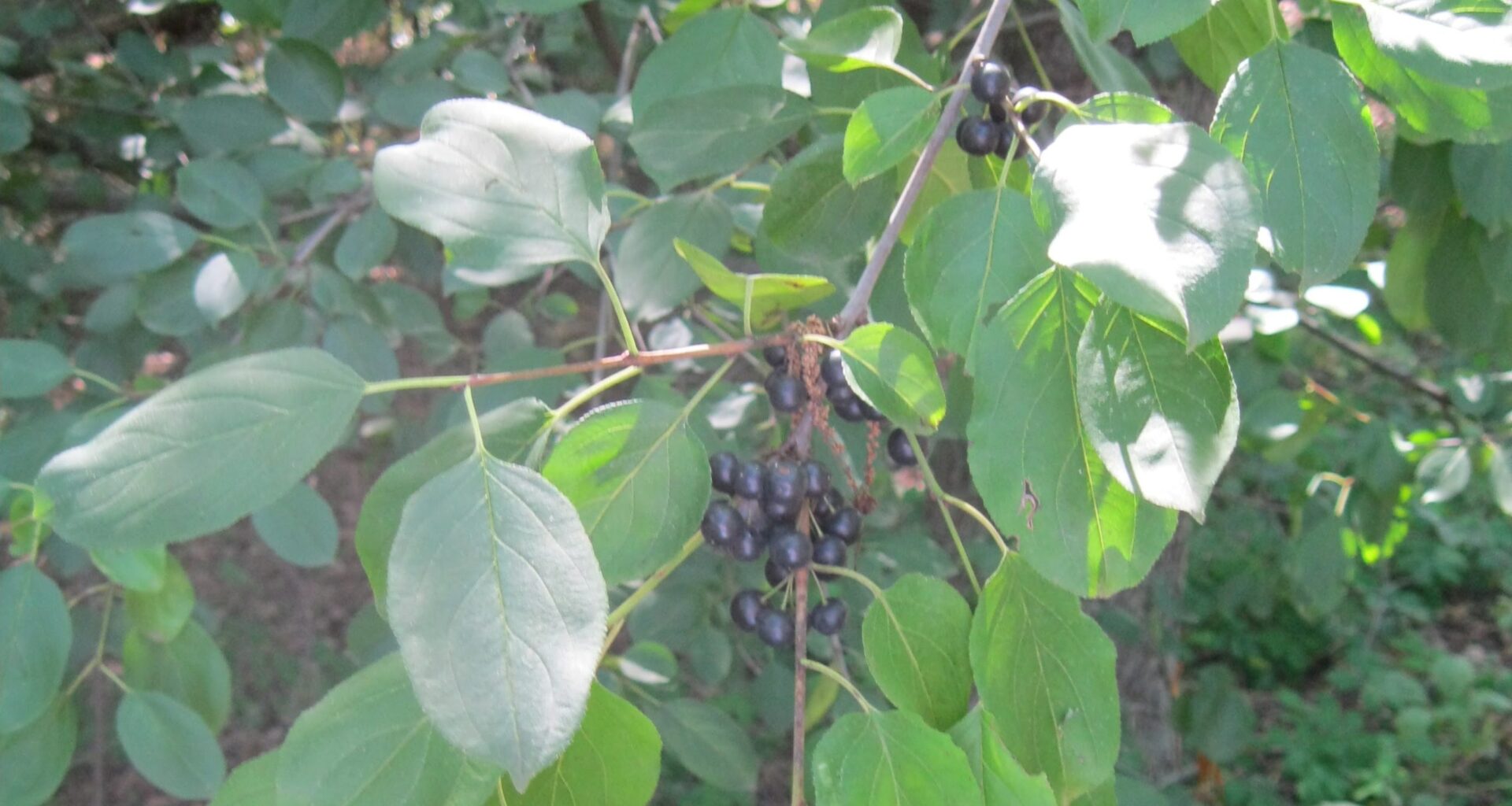 Michigan restricts buckthorn, other plants as landscapers cry foul