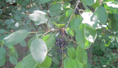 Michigan restricts buckthorn, other plants as landscapers cry foul