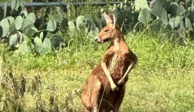 Authorities safely locate kangaroo without incident, City of Elmendorf says