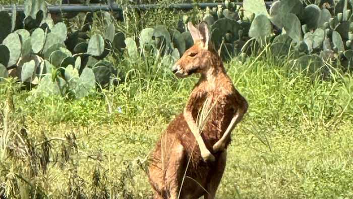 Authorities safely locate kangaroo without incident, City of Elmendorf says