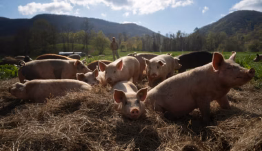 Opinion | Farm bill's Save Our Bacon Act would hurt animal welfare, state rights
