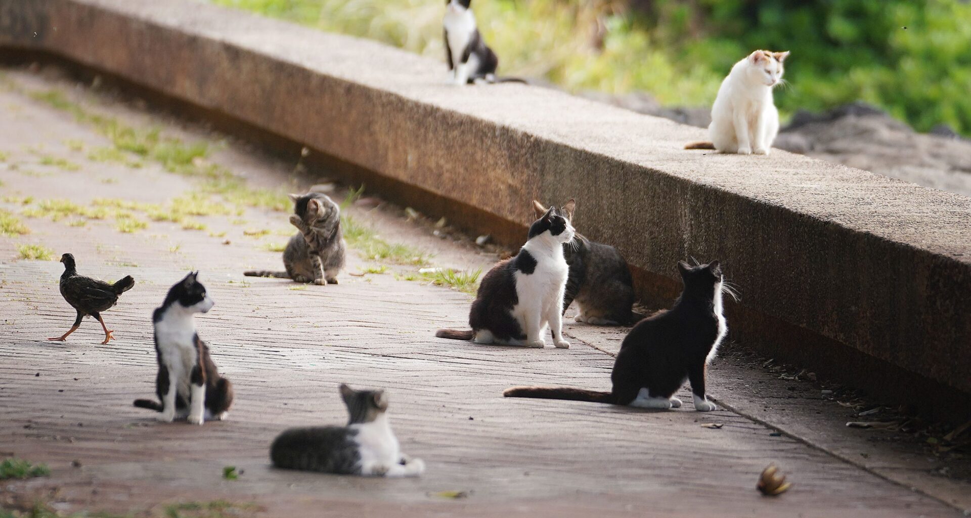 Cats, Birds And The Path Forward: A Response And An Invitation