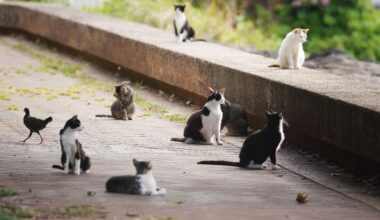 Cats, Birds And The Path Forward: A Response And An Invitation