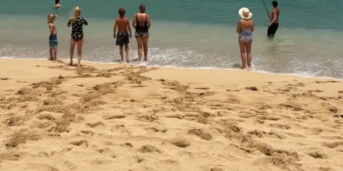North Shore lifeguard rescues sea turtle tangled in fishing line at Waimea Bay