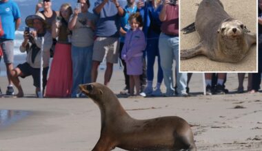 Sea lions once on the brink of death get adorable beach release