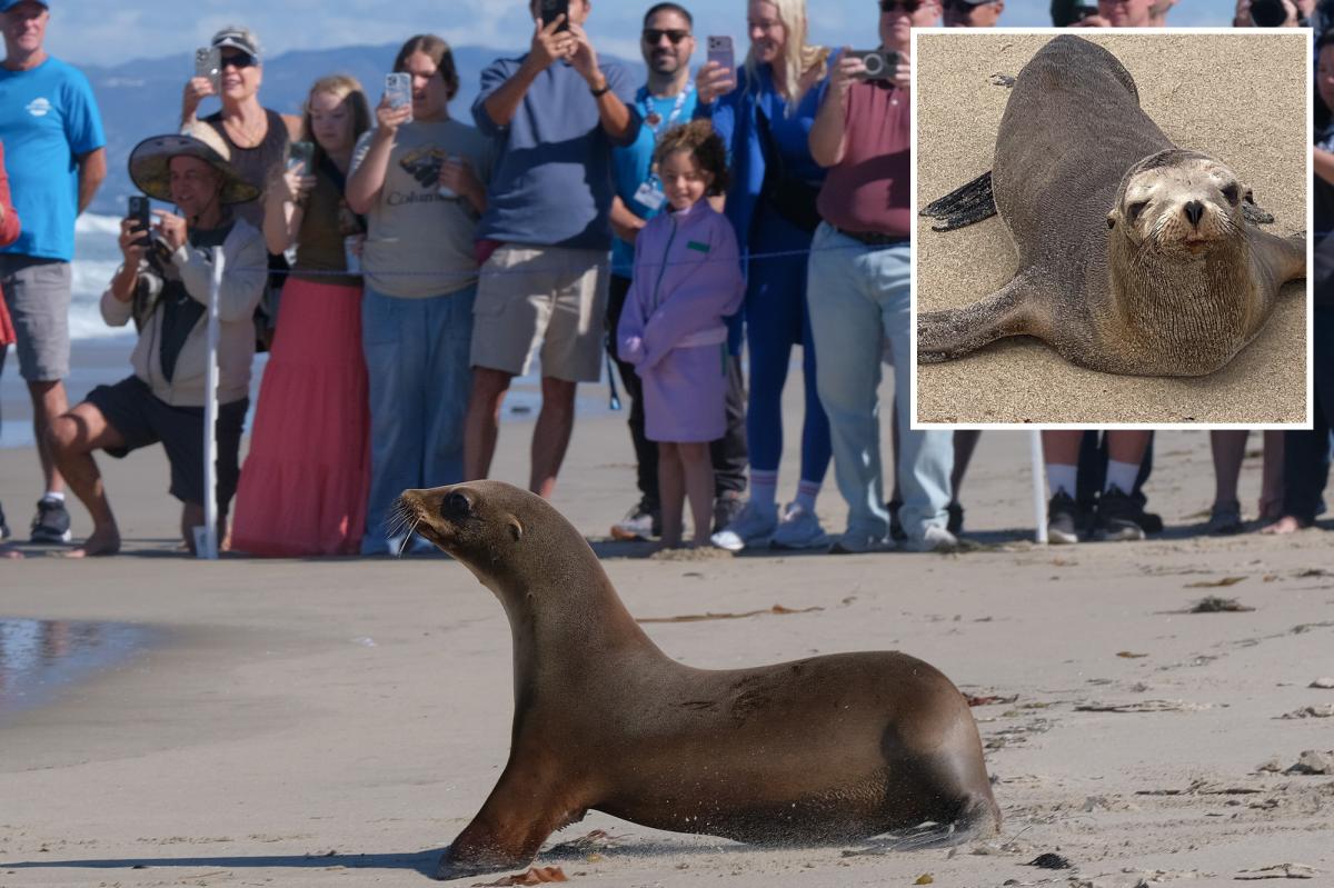 Sea lions once on the brink of death get adorable beach release