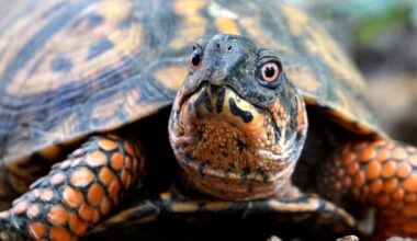 Wildlife experts share what you should do if you see a turtle in the road during nesting season