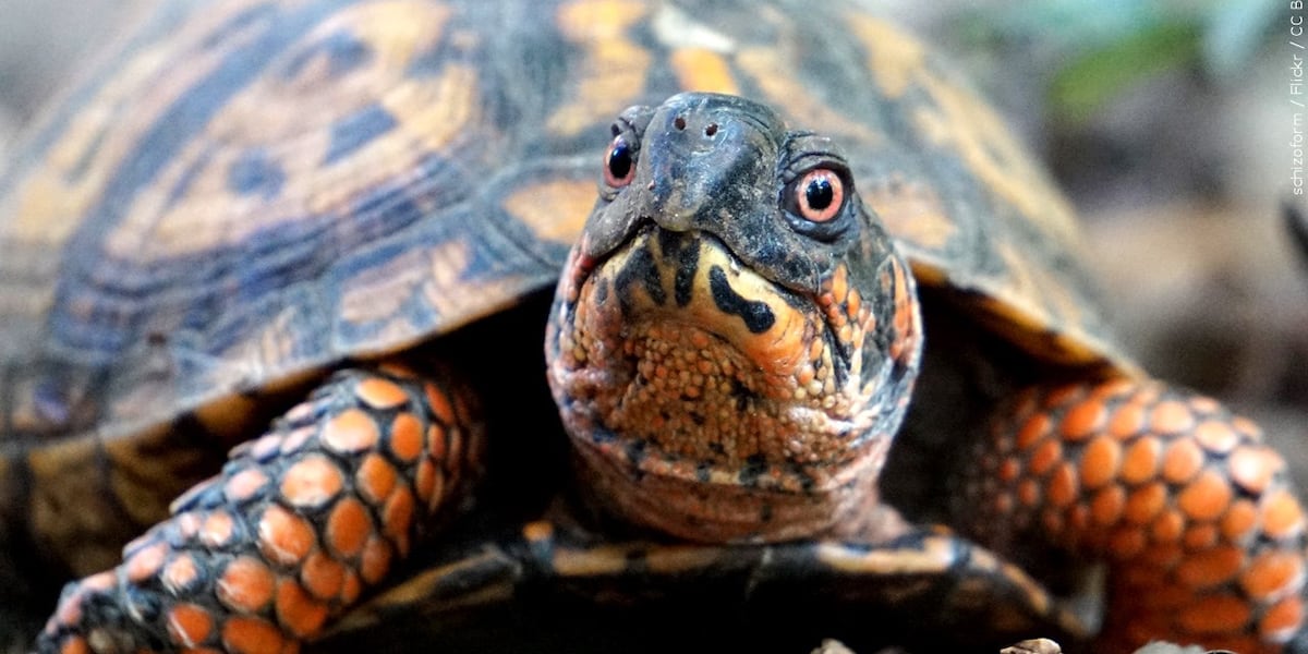 Wildlife experts share what you should do if you see a turtle in the road during nesting season