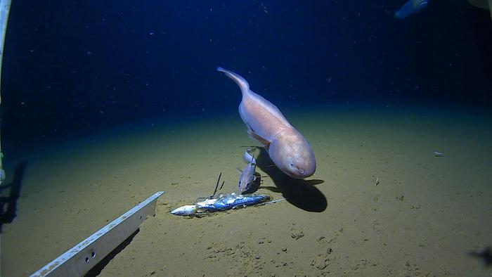 A pale, bulbous-headed fish swims near the ocean floor, facing a small group of fish carcasses. The scene is illuminated in deep, dark water with scientific equipment visible on the left.