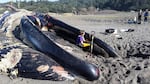 Researchers are harvesting the whale's skeleton because blue whales are rare in Oregon.