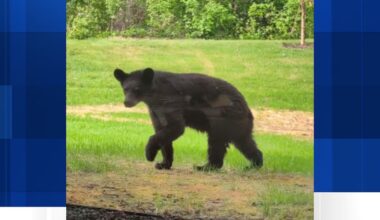 Black bear spotted outside L.E. Phillips Memorial Public Library