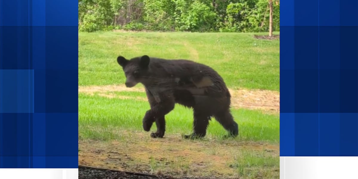 Black bear spotted outside L.E. Phillips Memorial Public Library
