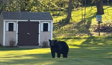 What to do if you encounter a black bear – NBC Boston