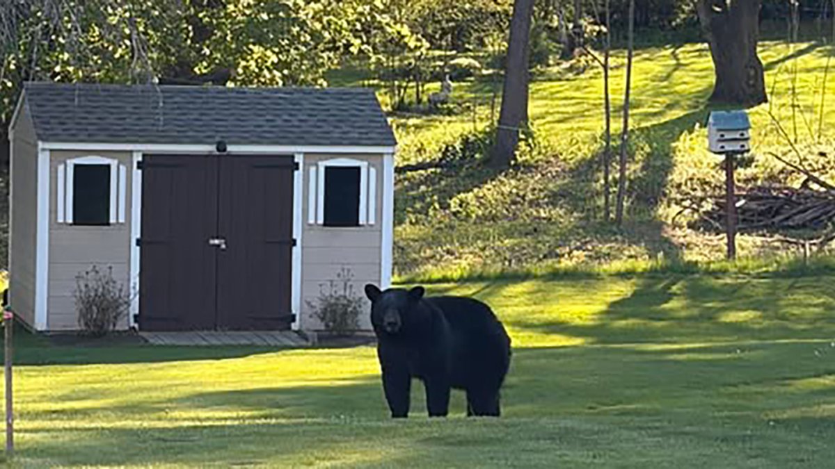 What to do if you encounter a black bear – NBC Boston